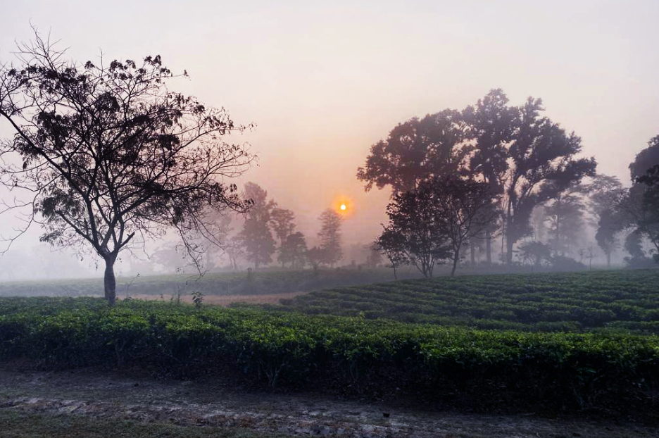 Misty tea garden rows glowing at sunrise in Upper Assam