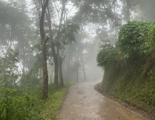 Misty pine forest trail near Shillong