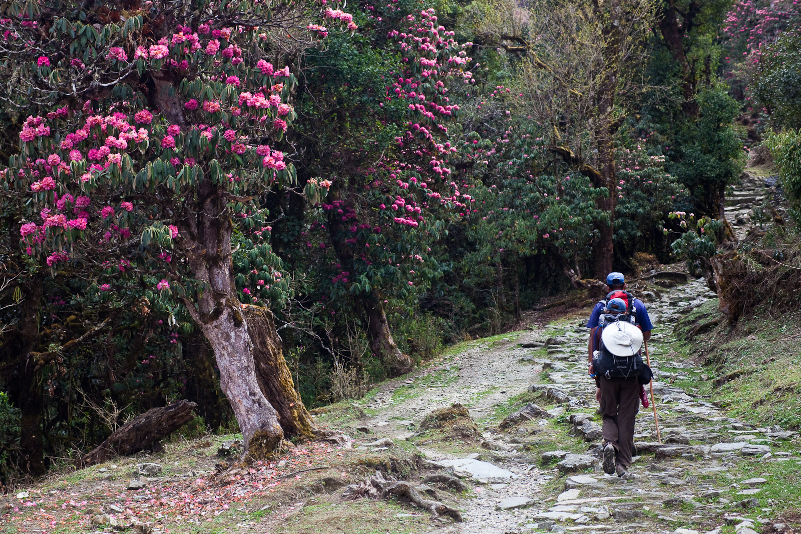 Hiker walking along the Rhododendron Trail near Shillong