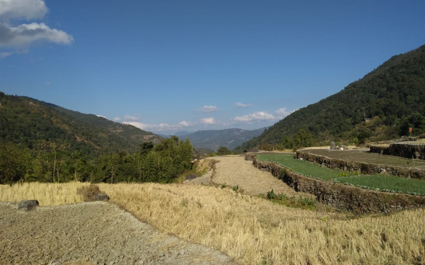 Golden rice terraces in the sun with forested hills behind
