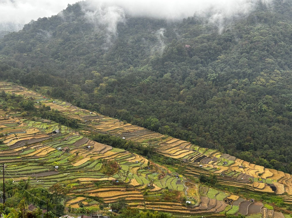Misty forested slopes above the terraced fields of Khonoma