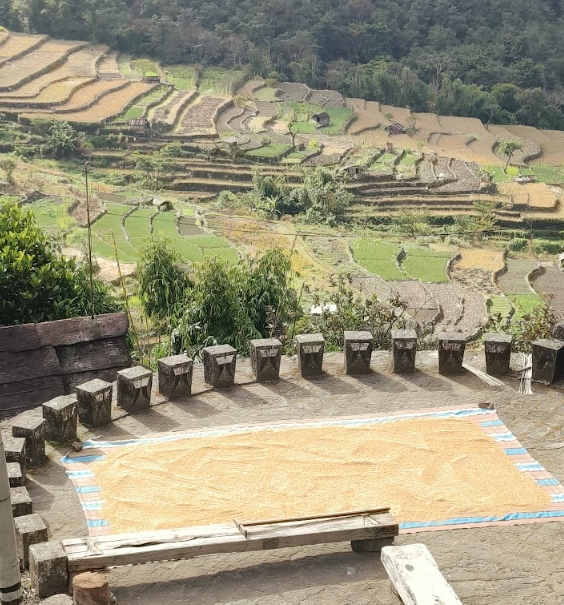 Low stone wall around a drying yard above the terraced paddy fields