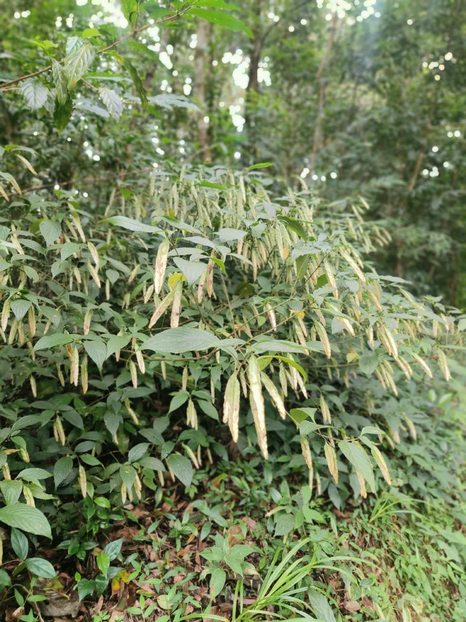 Wild bamboo-like leaves and seed pods in the forest at Hmuifang