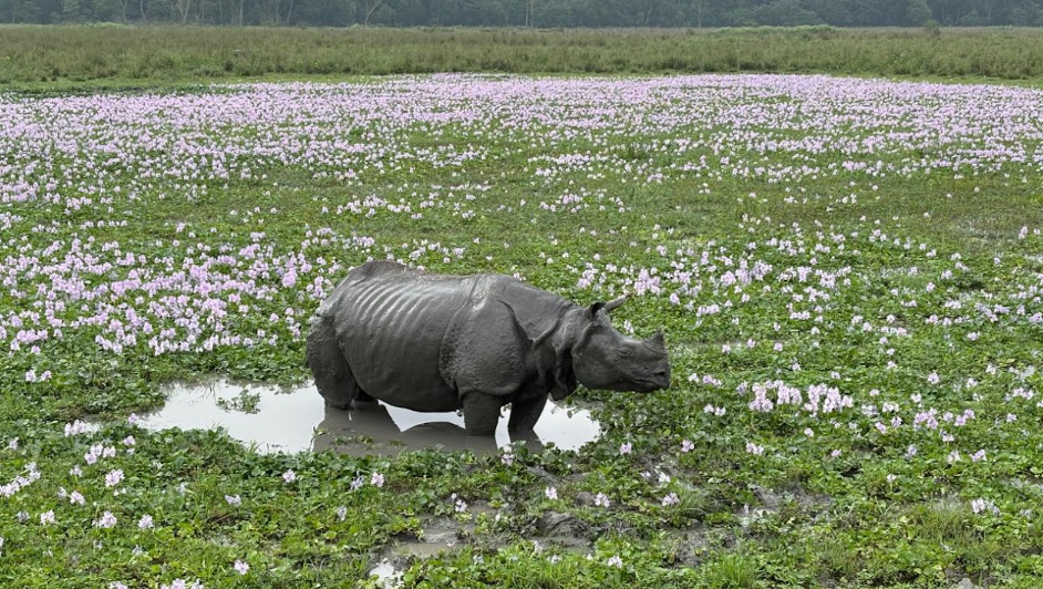 One-horned rhinoceros grazing among water hyacinth at Pobitora