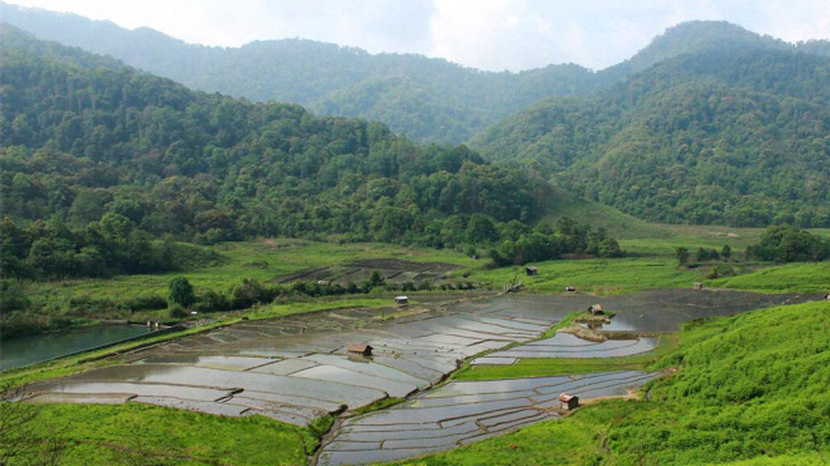 Terraced rice fields in a green valley near Dzuleke, Nagaland